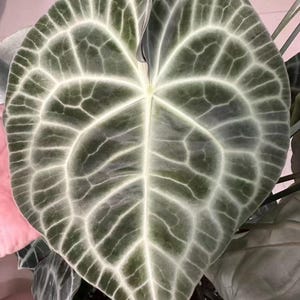 May include: A large, heart-shaped Anthurium leaf featuring a deep, dark green velvety surface with prominent, light-colored, silver-white veins that create a distinct, intricate network pattern across the entire blade of the foliage.