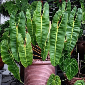 philodendron billietiae Starter Plant (ALL STARTER PLANTS require you to purchase 2 plants!)