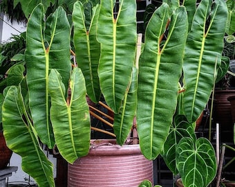 philodendron billietiae Starter Plant (ALL STARTER PLANTS require you to purchase 2 plants!)