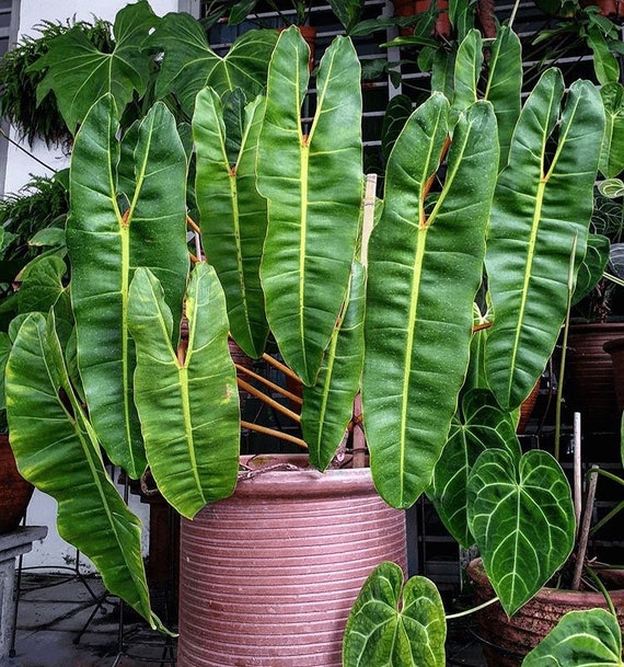 arrow philodendron Syngonium Philodendron Arrowhead Dubai UAE best online Plants – FOP
