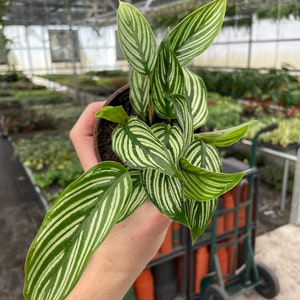 Calathea vittata 4” pot (ALL PLANTS require you to purchase 2 plants!)