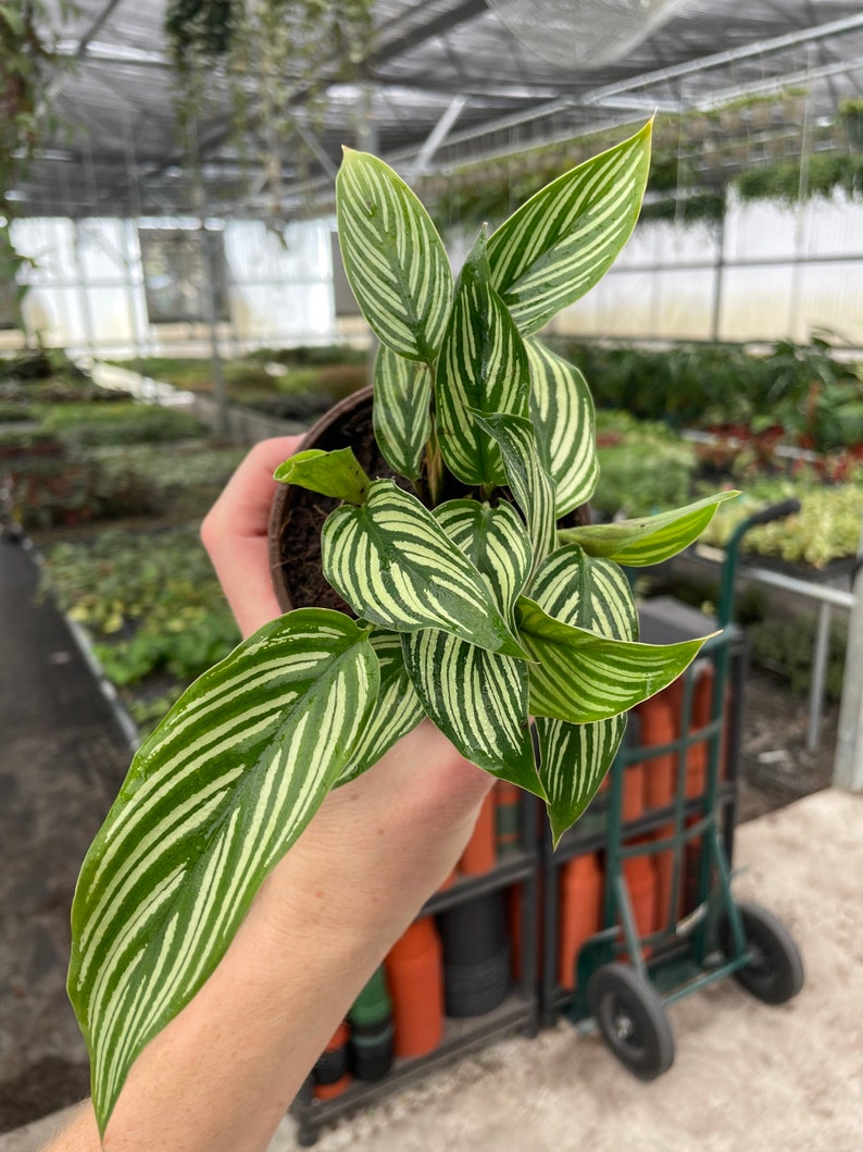 TheGreenEscape Calathea - Thumbnail 2