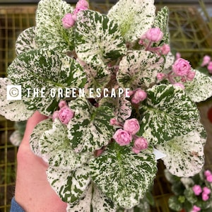 Rose bouquet African violet starter plant (ALL Starter PLANTS