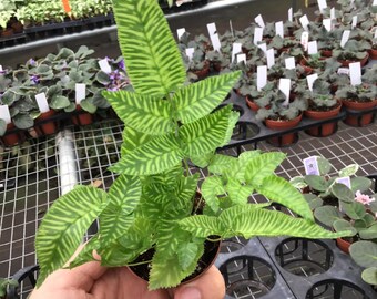 Alocasia Watsoniana Dark Form Starter Plant (ALL STARTER PLANTS