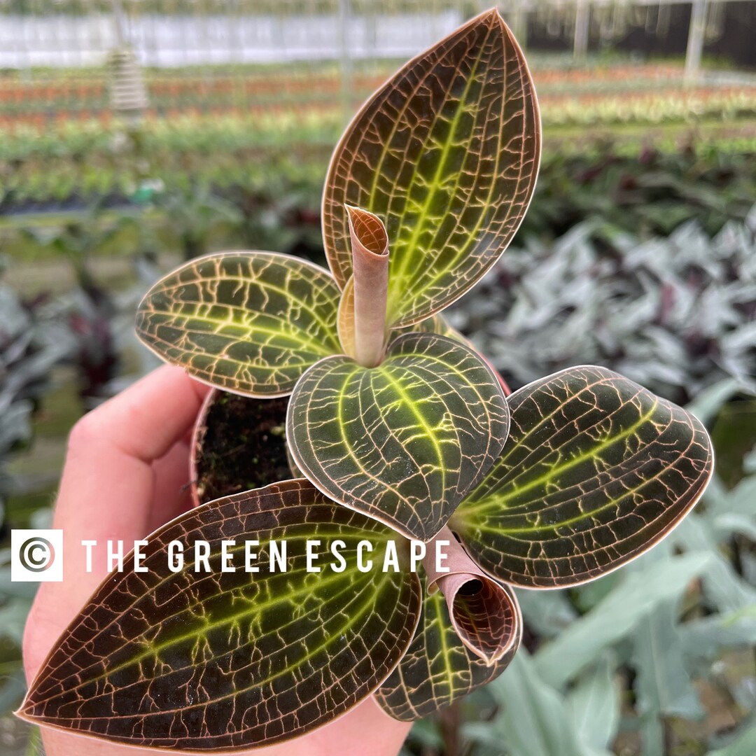 Macodes Sanderiana X Limii gold Dust Starter Plant ALL STARTER PLANTS