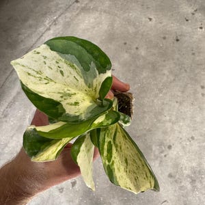 K&ouml;nnte beinhalten: Nahaufnahme einer Zimmerpflanze mit gro&szlig;en, bunten Bl&auml;ttern. Die Bl&auml;tter zeigen eine Mischung aus gr&uuml;nen und cremewei&szlig;en Mustern. Die Pflanze wird in einer Hand gehalten und zeigt ihre leuchtenden Farben und ihr einzigartiges Laub. Die Pflanze ist ein Pothos.