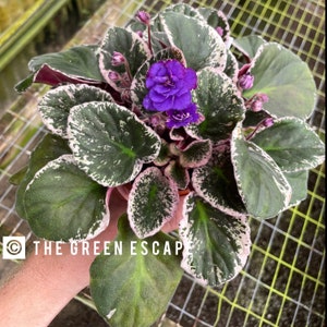 Lyon’s private dancer African violet starter plant (ALL PLANTS require you to purchase 2 plants!)