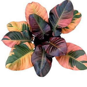 May include: Overhead view of a houseplant with large, colorful leaves. The leaves display a mix of colors, including shades of green, orange, pink, and purple. The plant is set against a plain white background.