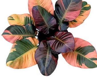 Filodendro cardenal negro variegado, cultivo de tejidos (¡Todas las plantas requieren la compra de 2 plantas!)