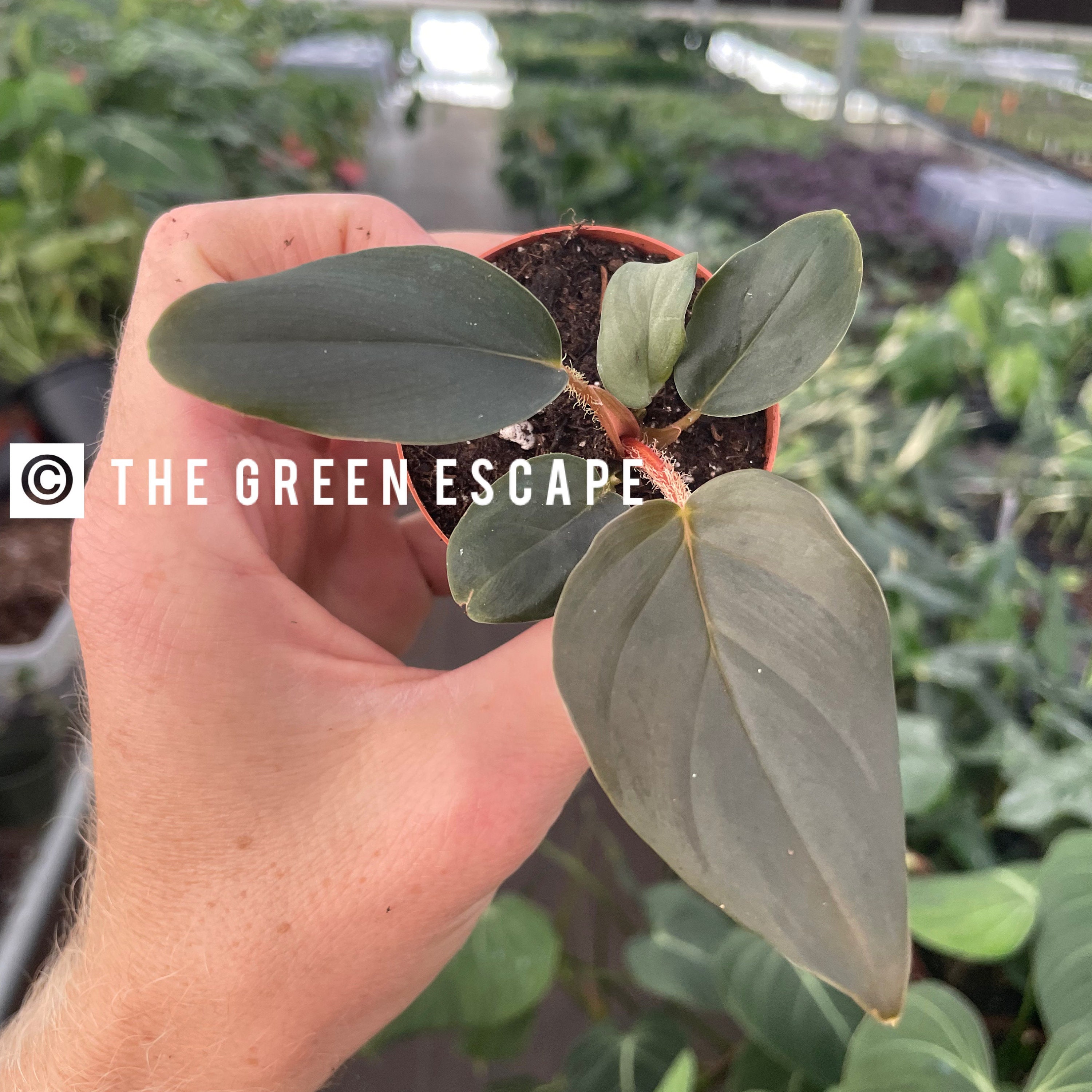 Philodendron Serpens 2” pot (ALL PLANTS require you to purchase 2 plants!)