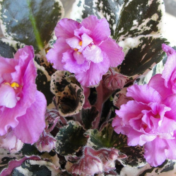 Silk African Violets Etsy