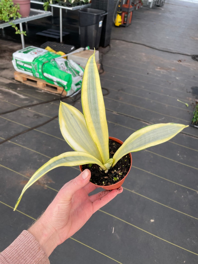 Sansevieria ghost 4pot ALL PLANTS require you to purchase 2 plants image 2