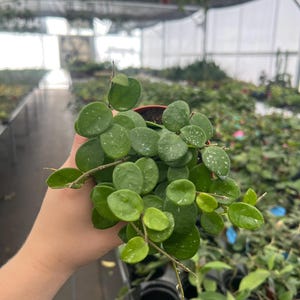 Hoya mathilde splash 4” pot (ALL PLANTS require you to purchase 2 plants!)