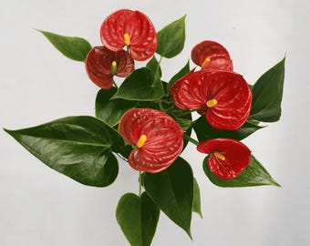 dracaena janet 6" Dracaena Janet Craig