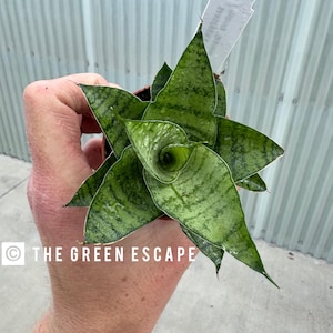 Gabriella Plants - Etsy
