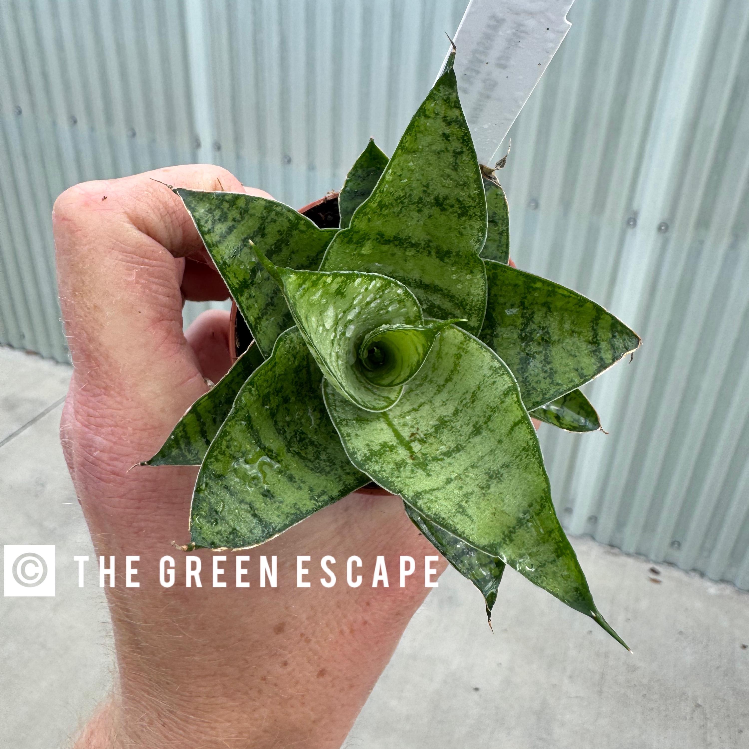 Sansevieria Gabriella - Etsy