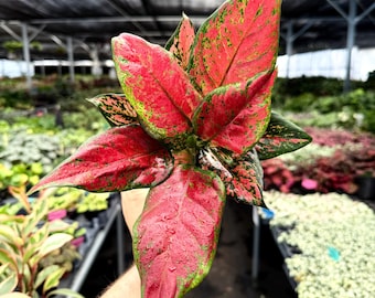 Aglaonema Black Maroon Rare Ornamental Plant - Etsy