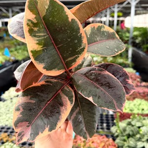 May include: Close-up of a variegated rubber plant with large, oval leaves. The leaves display a mix of dark green, pink, and cream colors, with visible water droplets. The plant is held in a person's hand, showcasing its vibrant foliage.