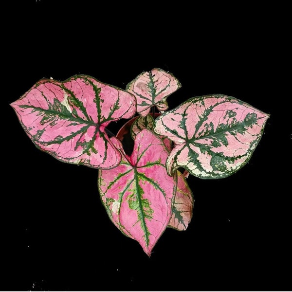 Caladium Zixia Starter Plant (ALL STARTER PLANTS require you to purchase 2 plants!)