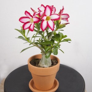 Desert rose picotee aka adenium Obesum Starter Plant (ALL STARTER PLANTS require you to purchase 2 plants!)