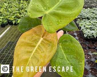 Plante de démarrage Philodendron billienum (billietiae x pastazanum) (TOUTES LES PLANTES DE DÉMARRAGE nécessitent l'achat de 2 plantes !)