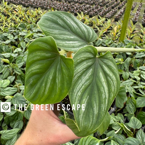 Philodendron Plowmanii 4” pot (ALL PLANTS require you to purchase 2 plants!)