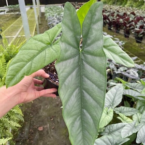 Alocasia corazon Starter Plant (ALL STARTER PLANTS require you to purchase 2 plants!)