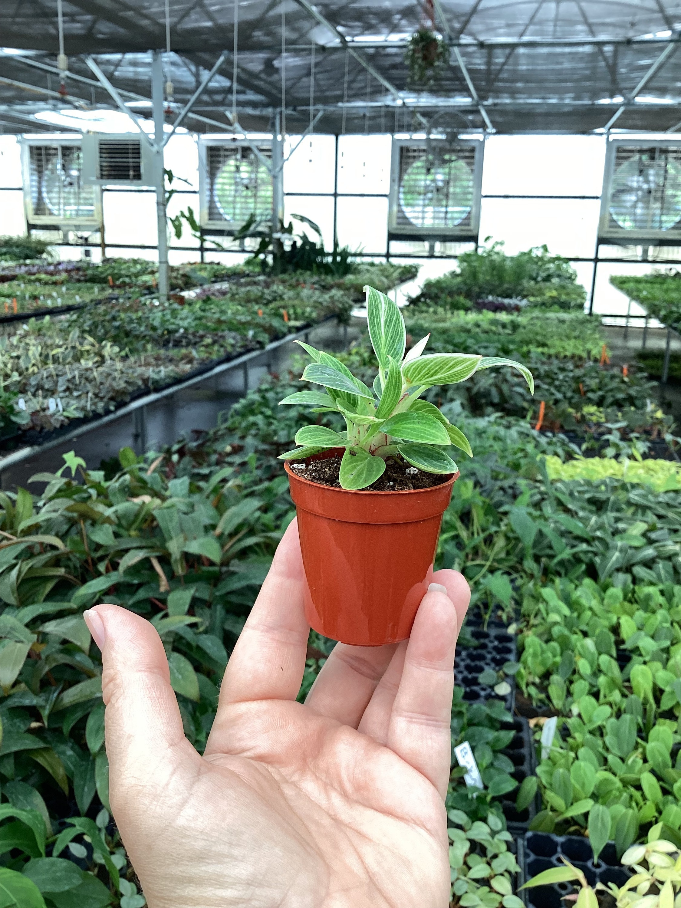 Philodendron Birkin Galaxy 2” Pot (ALL PLANTS Require You to