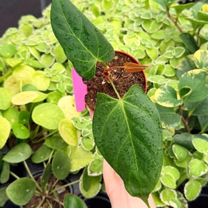 Subsignatum Anthurium - Etsy