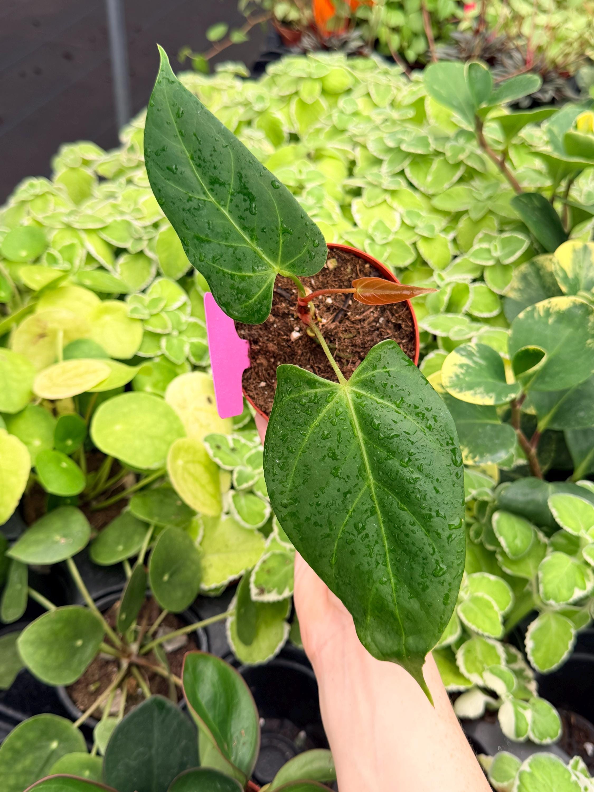 Anthurium Subsignatum - Etsy