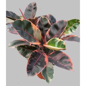 Ficus pink Belize Starter Plant (ALL STARTER PLANTS require you to purchase 2 plants!)