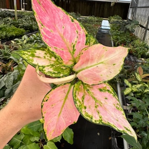 May include: A pink and green variegated plant with large, heart-shaped leaves. The plant is being held in a hand.