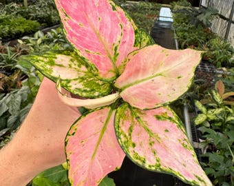 house plant paradise Plant Paradise Extra Large Bundle