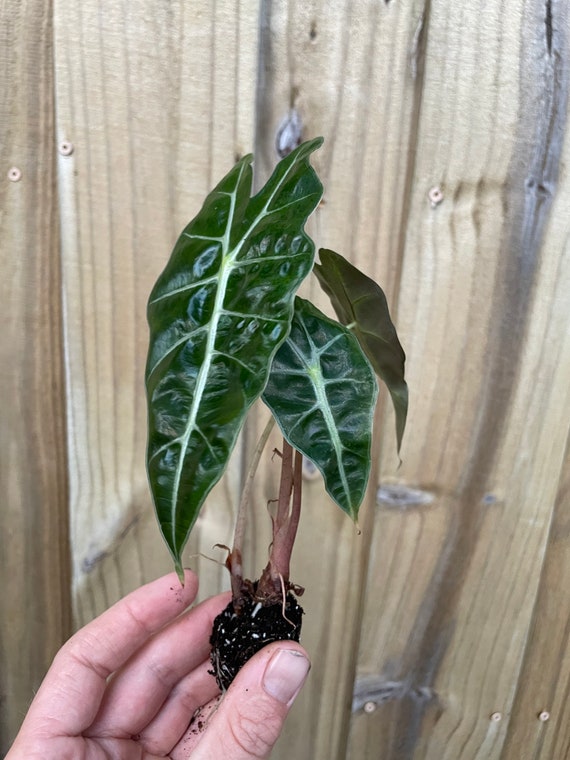 Alocasia Amazonica Dwarf Starter Plant (ALL STARTER PLANTS Require