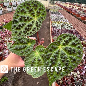 begonia ferox 4” pot (ALL PLANTS require you to purchase 2 plants!)