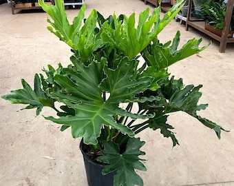 Philodendron selloum Starter Plant (ALL STARTER PLANTS require you to purchase 2 plants!)