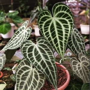 Anthurium king of clarinervium Starter Plant (ALL STARTER PLANTS require you to purchase 2 plants!)