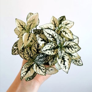 Hypoestes white (polka dot plant) Starter Plant (ALL STARTER PLANTS require you to purchase 2 plants!)