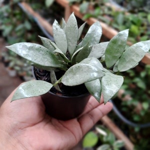 Hoya Lacunosa silver mint Starter Plant (ALL STARTER PLANTS require you to purchase 2 plants!)
