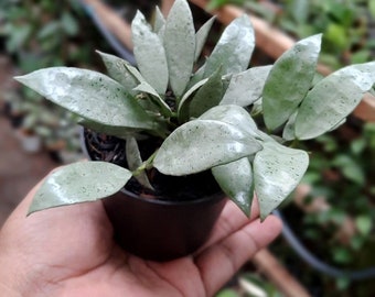 Hoya Lacunosa silver mint Starter Plant (ALL STARTER PLANTS require you to purchase 2 plants!)