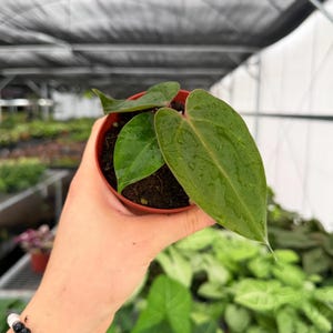 Exact Plant Anthurium Subsignatum X Dark Phoenix Specific 4” Pot