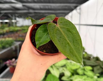 Anthurium Papilliaminum Variegated X Subsignatum Seeding - Etsy