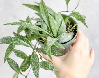 May include: A green houseplant with speckled leaves in a green pot. The plant is trailing and has a vine-like growth habit.