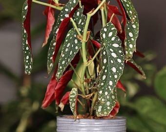 Begonia maculata Starter Plant (ALL STARTER PLANTS require you to purchase 2 plants!)