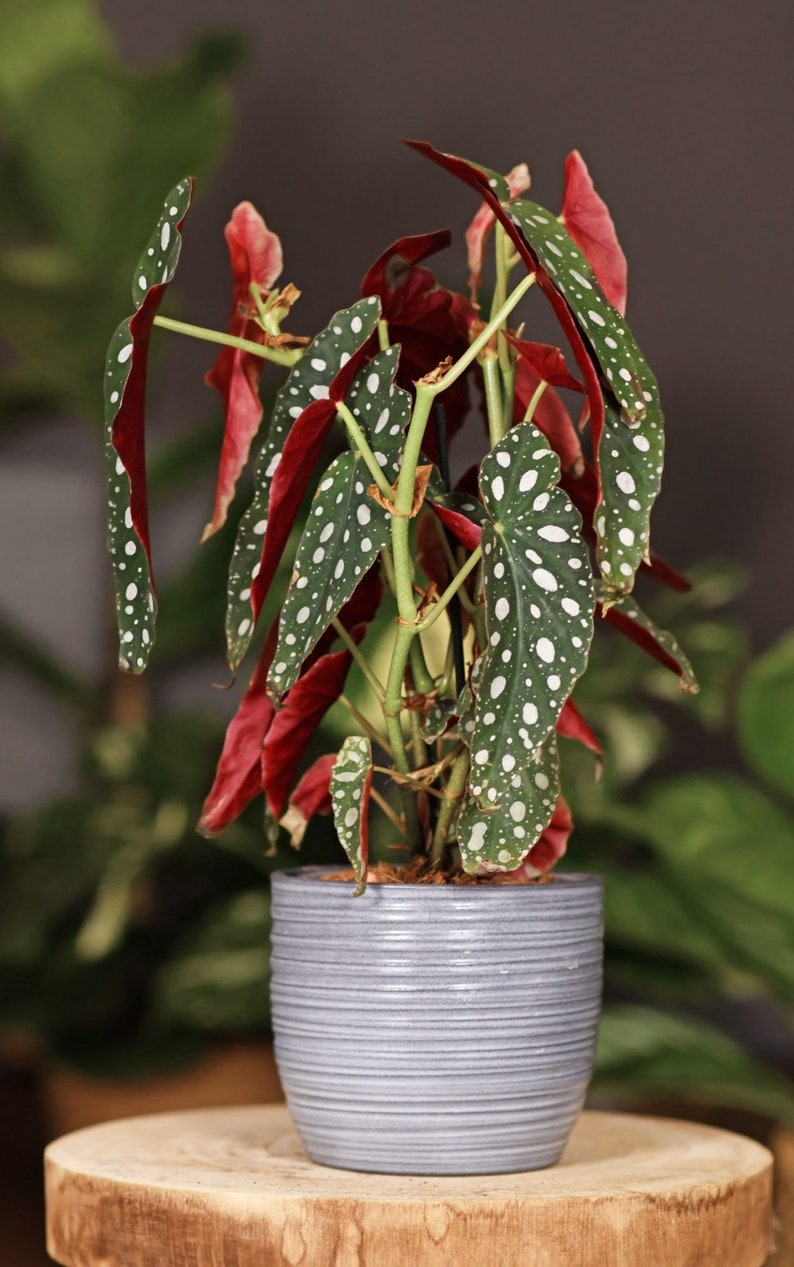 Begonia maculata Starter Plant ALL STARTER PLANTS require you to purchase 2 plants image 1