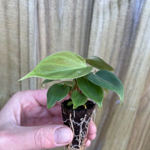 Philodendron .sp fuzzy petiole Starter Plant ALL STARTER PLANTS require you to purchase 2 plants image 4