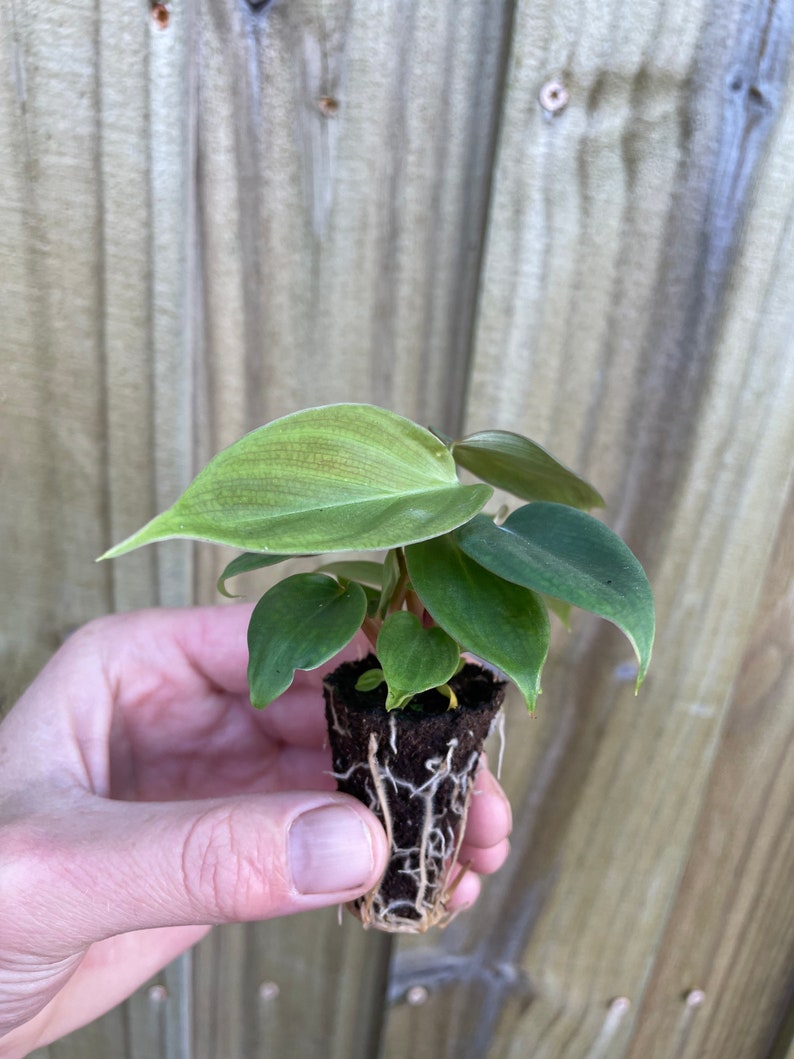 Philodendron .sp fuzzy petiole Starter Plant ALL STARTER PLANTS require you to purchase 2 plants image 4