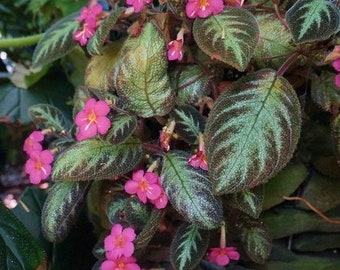 Episcia pink panther Starter Plant (ALL STARTER PLANTS require you to purchase 2 plants!)