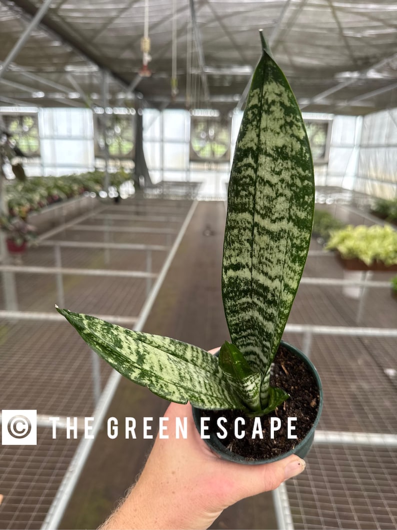 TheGreenEscape Sansevieria zeylanica