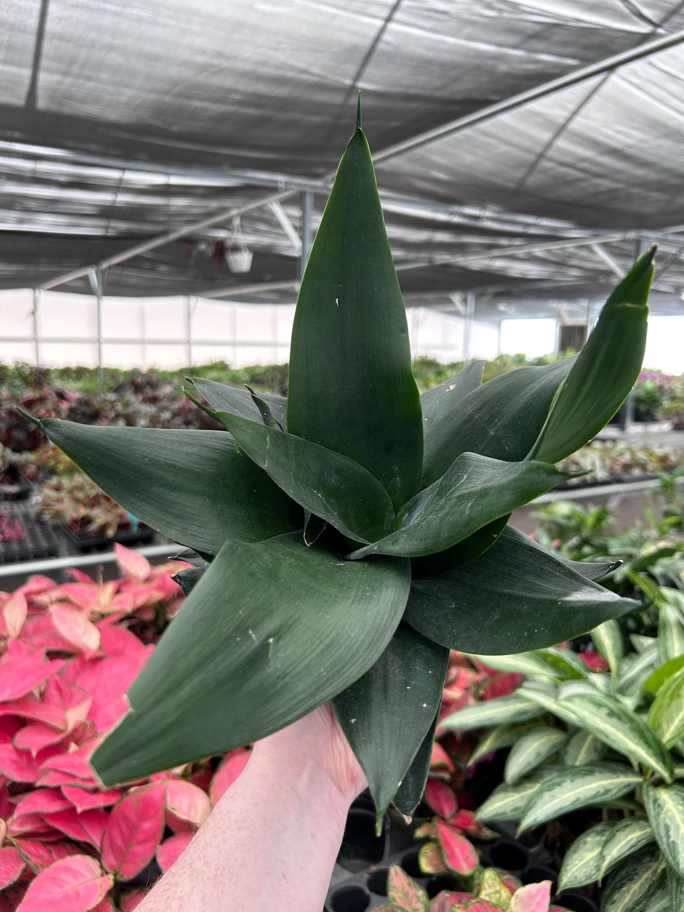 Sansevieria Hahnii Green Jade 4” Pot (ALL PLANTS Require You to